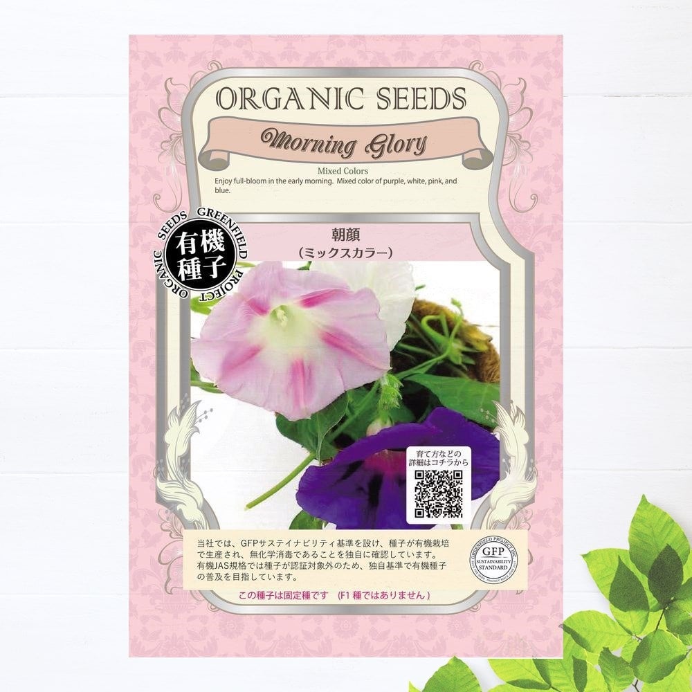 掛軸 朝顔 共箱 花 E-1 朝顔と椿 - 花蔵-HANAZO-
