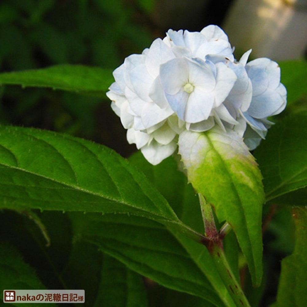 アジサイ ヤマアジサイ 伊予獅子 苗 販売 苗木部 By 花ひろばオンライン