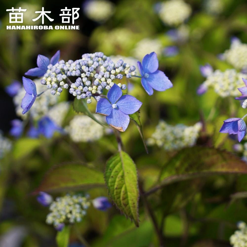 000000050864-01.jpg?size=m&w=