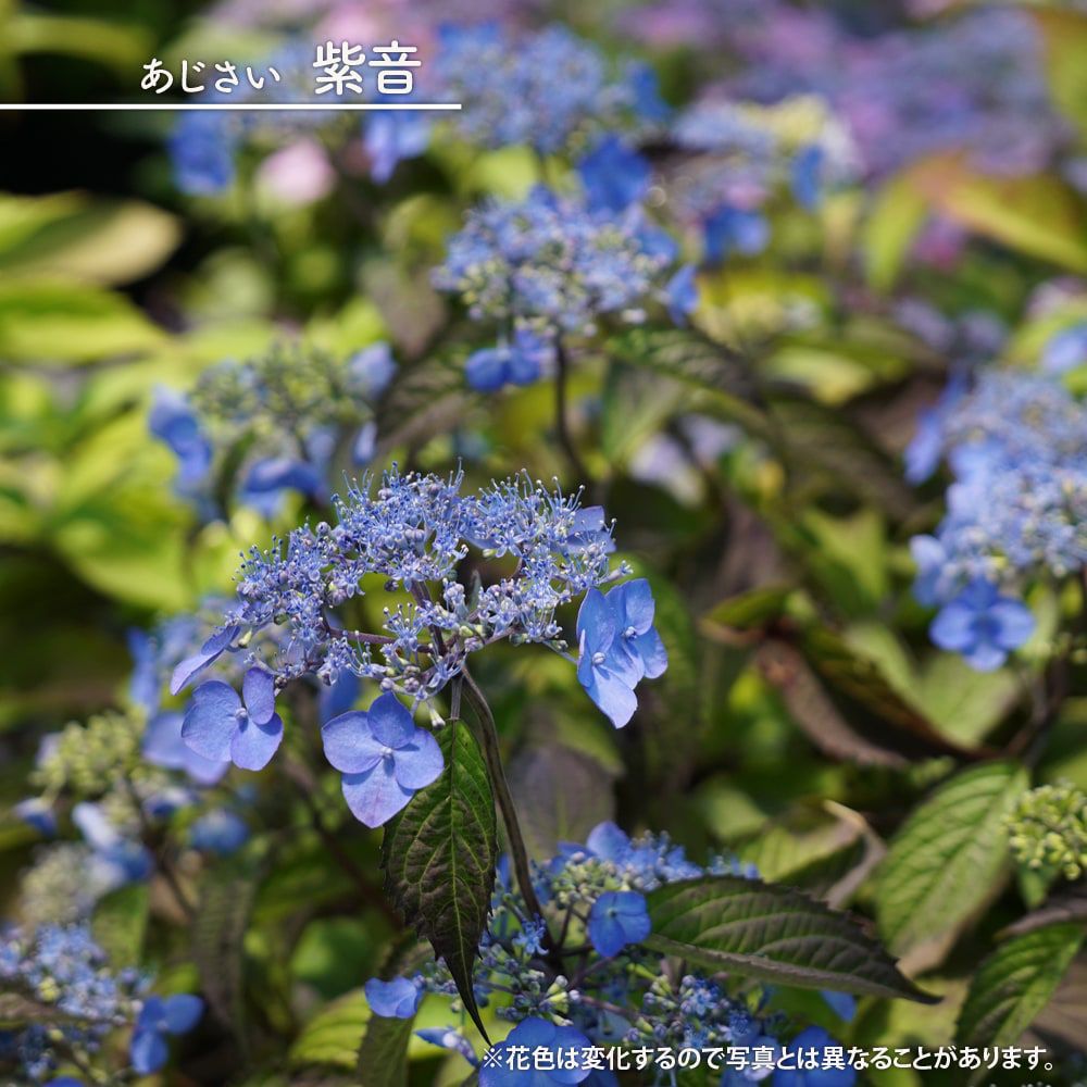 000000050866-01.jpg?size=l&w=