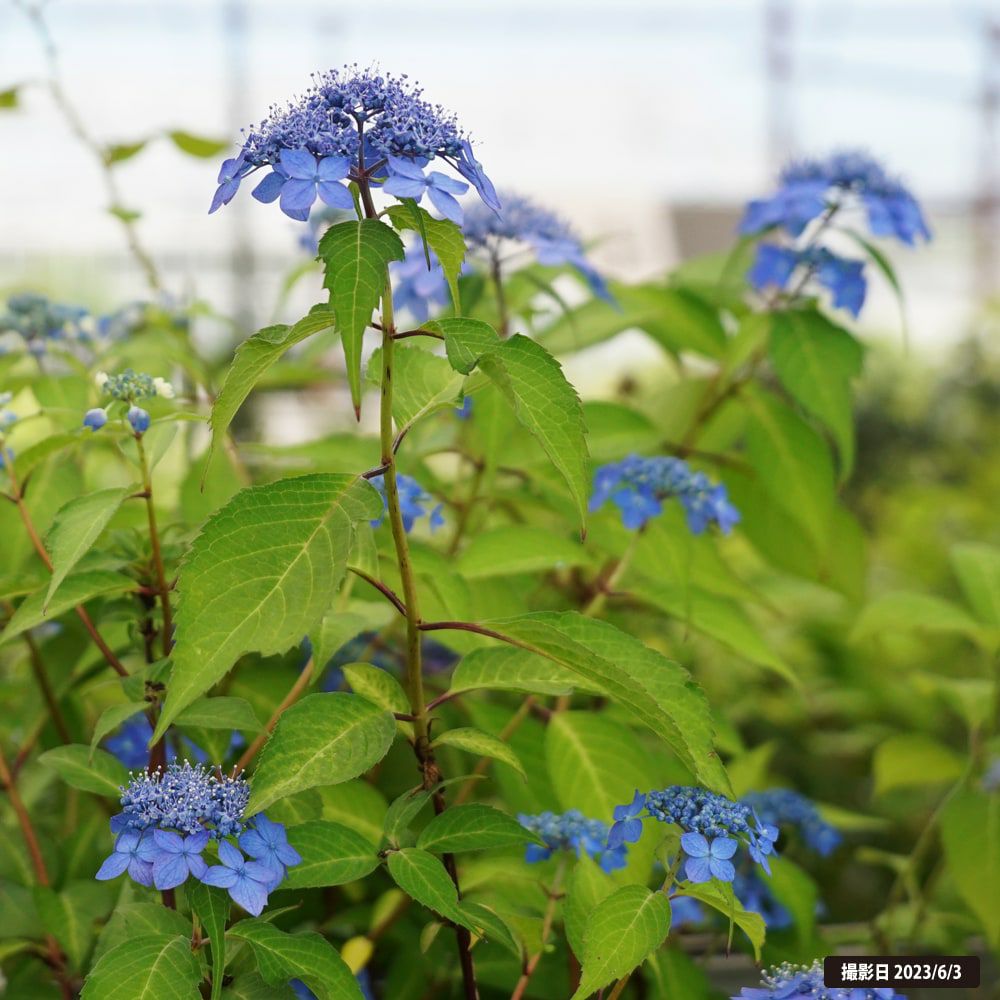 000000050869-06.jpg?size=l&w=