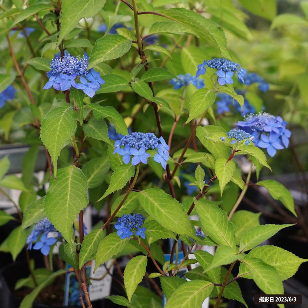 ヤマアジサイ 七変化 苗 販売 苗木部 By 花ひろばオンライン