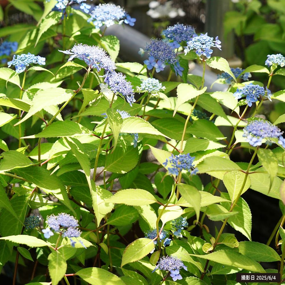 ヤマアジサイ 七変化 苗 販売 苗木部 By 花ひろばオンライン