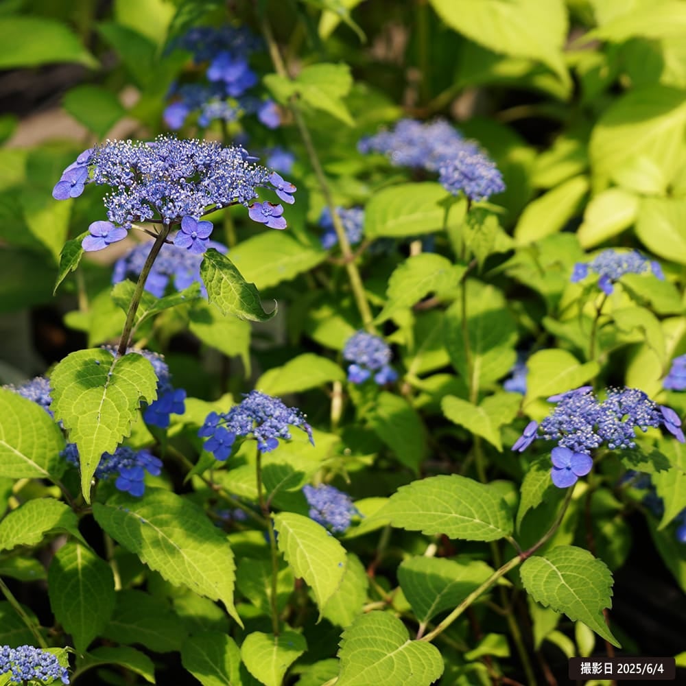 ヤマアジサイ 豊前の紺色 苗 販売 苗木部 By 花ひろばオンライン