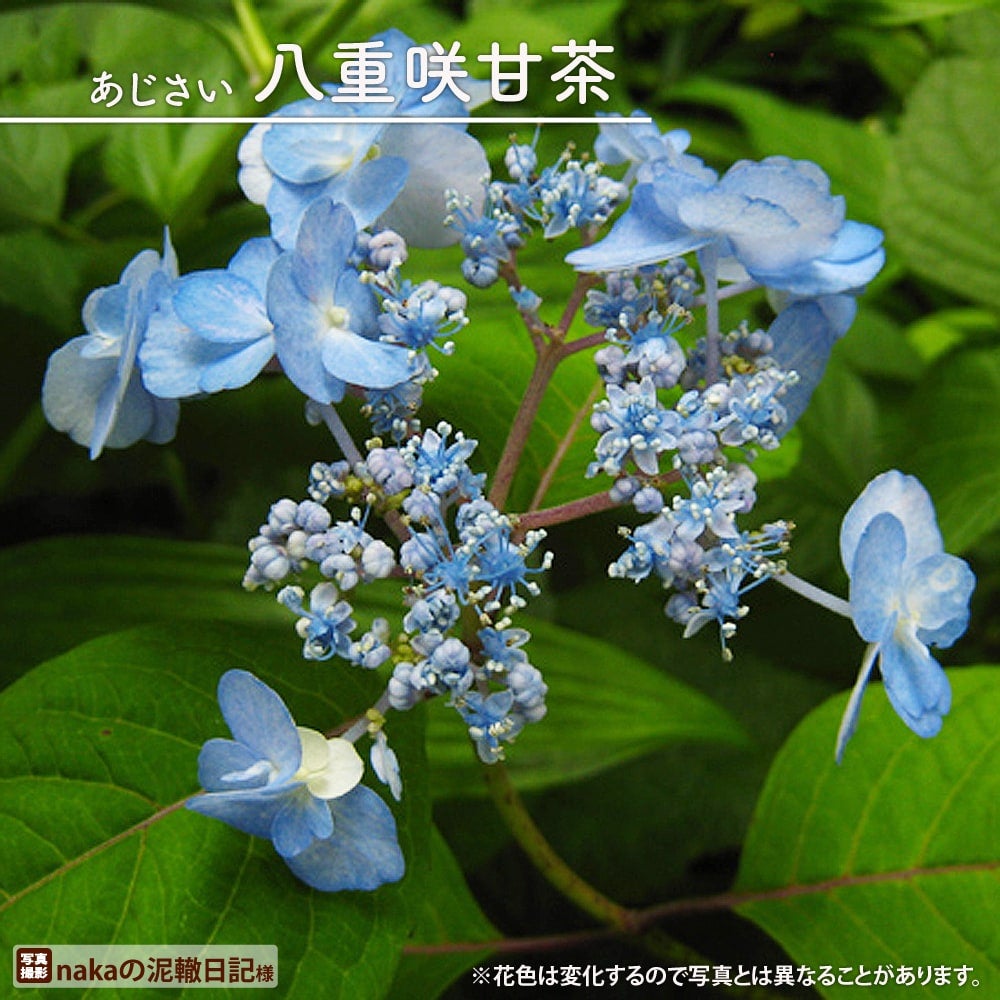 000000050871-01.jpg?size=l&w=