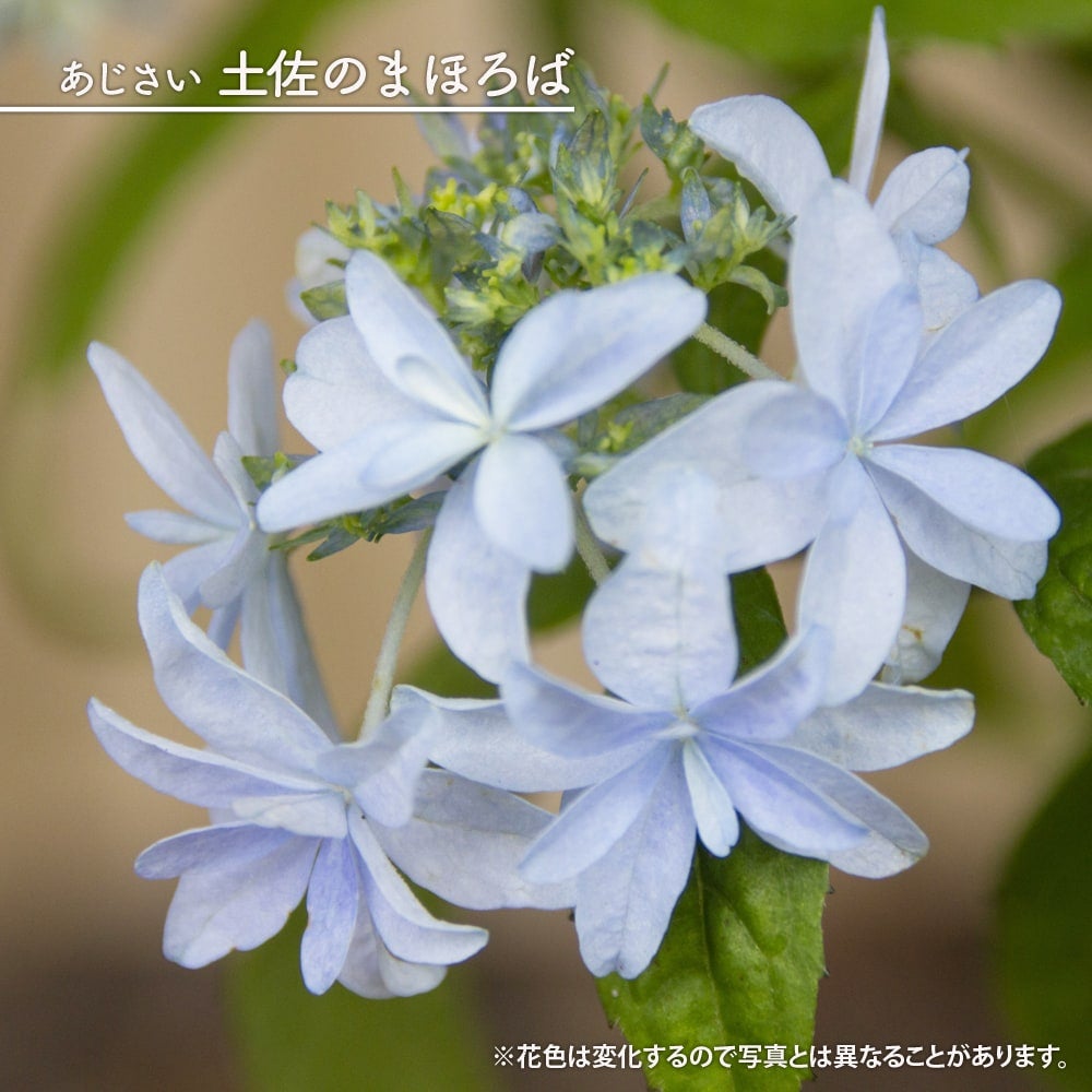 アジサイ ヤマアジサイ 伊予獅子 苗 販売 苗木部 By 花ひろばオンライン