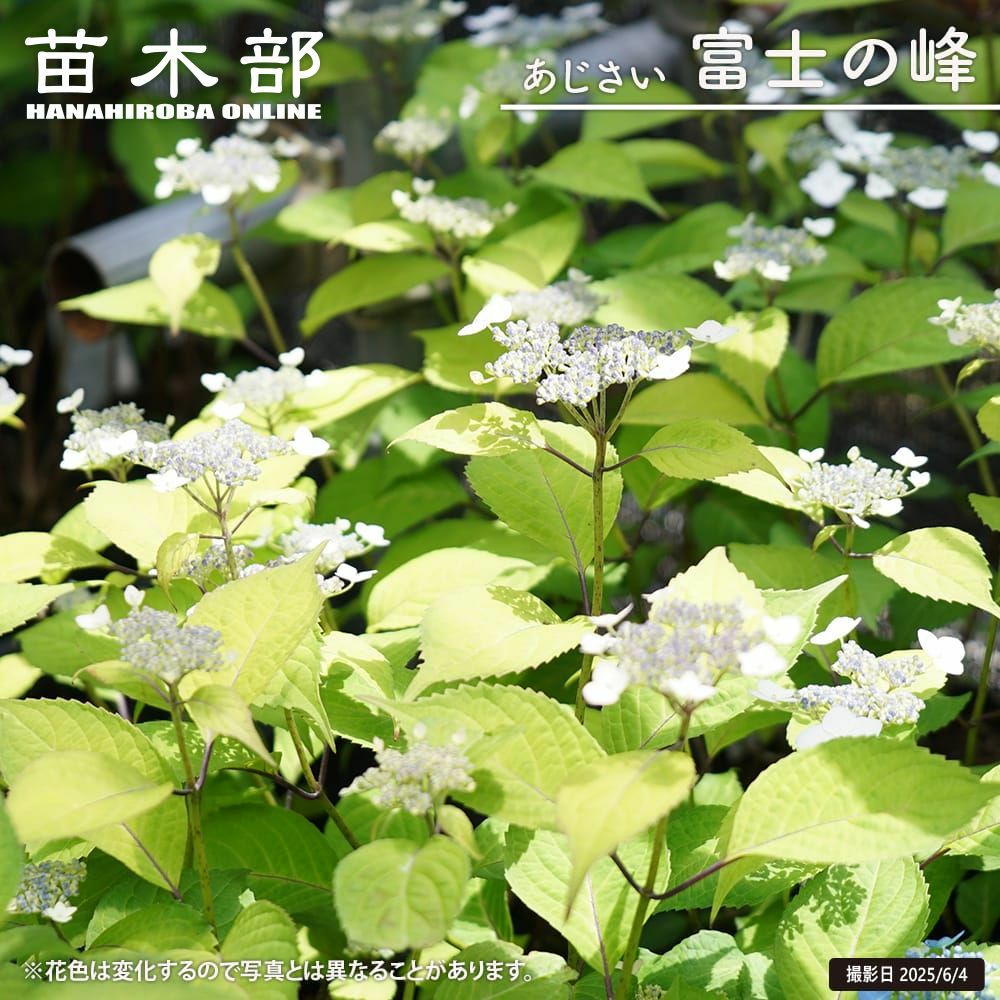 000000050874-01.jpg?size=l&w=