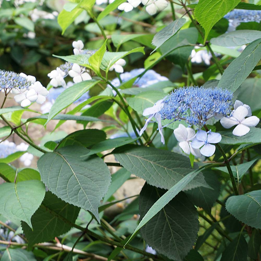 000000050877-06.jpg?size=l&w=