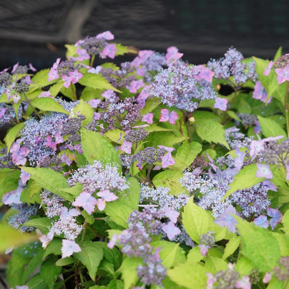 ヤマアジサイ 伊予の十字星 苗 販売 苗木部 By 花ひろばオンライン