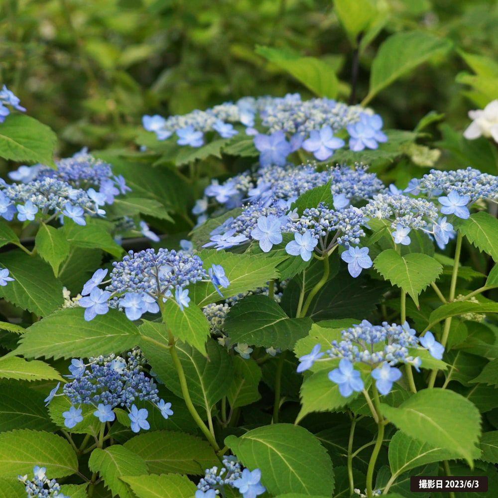 ヤマアジサイ 海峡 苗 販売 苗木部 By 花ひろばオンライン