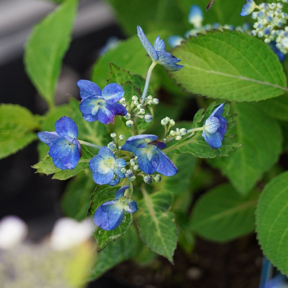 ヤマアジサイ 海峡 苗 販売 苗木部 By 花ひろばオンライン