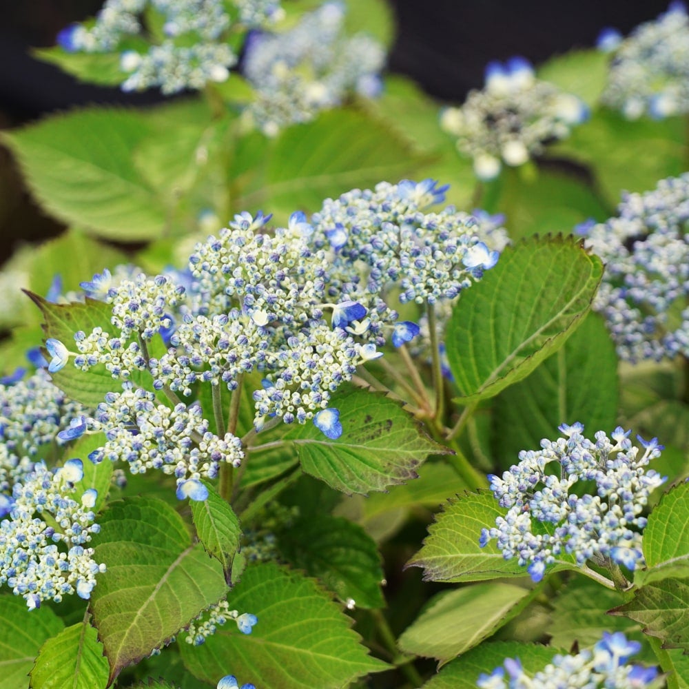 ヤマアジサイ 海峡 苗 販売 苗木部 By 花ひろばオンライン