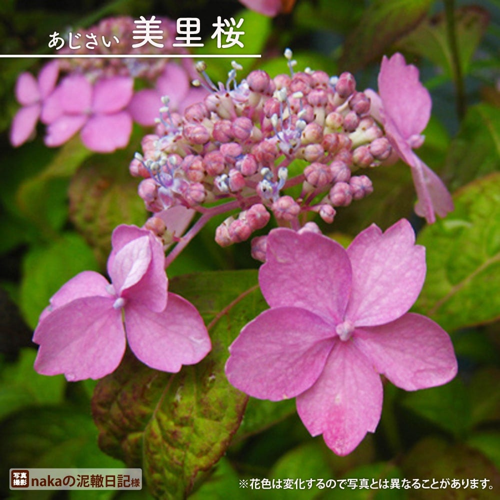 000000050884-01.jpg?size=m&w=