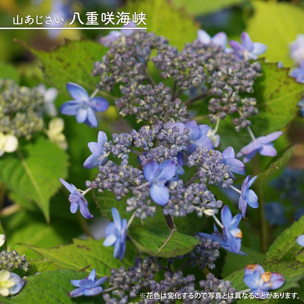 000000050885-01.jpg?size=l&w=