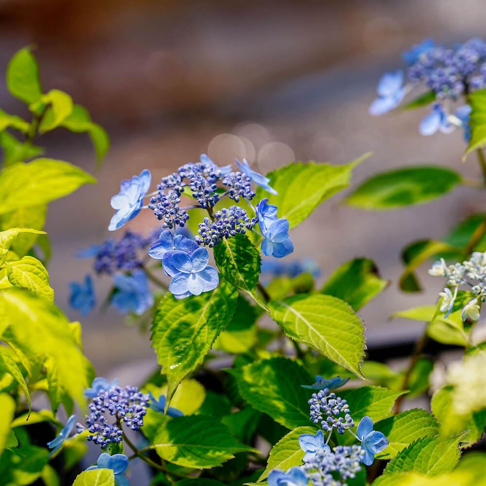⭐︎ヤマ⭐︎ ヤマアジサイ 八重咲海峡 苗 販売 苗木部 By 花ひろばオンライン