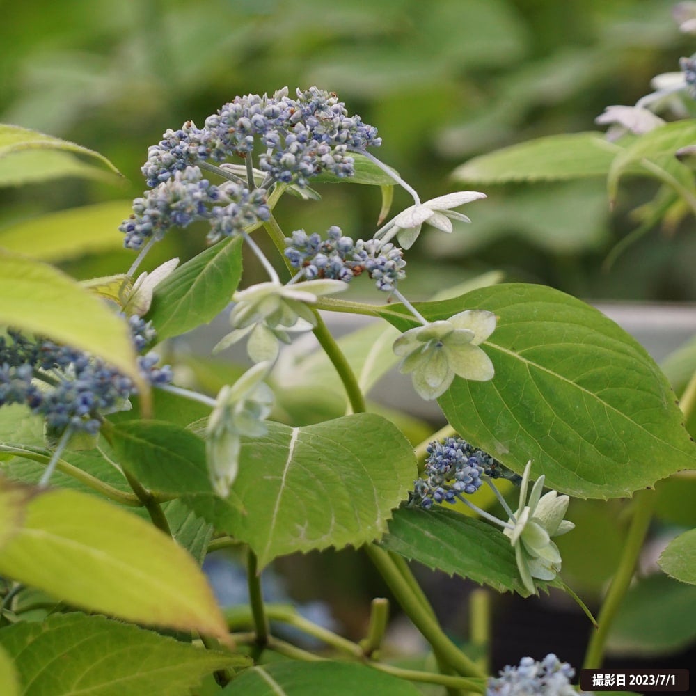 ヤマアジサイ 八重咲海峡 苗 販売 苗木部 By 花ひろばオンライン