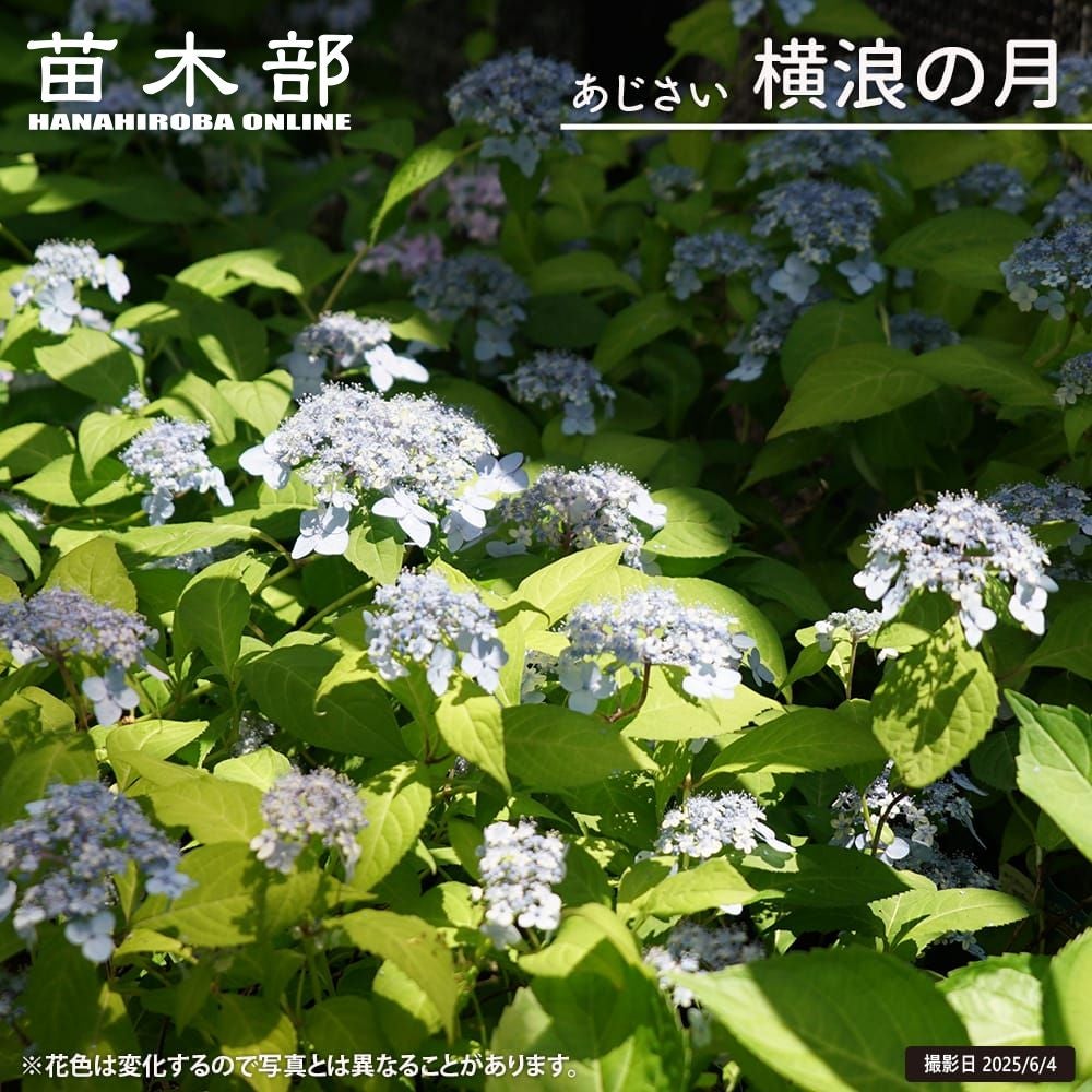 椿 素粧 苗 販売 苗木部 By 花ひろばオンライン