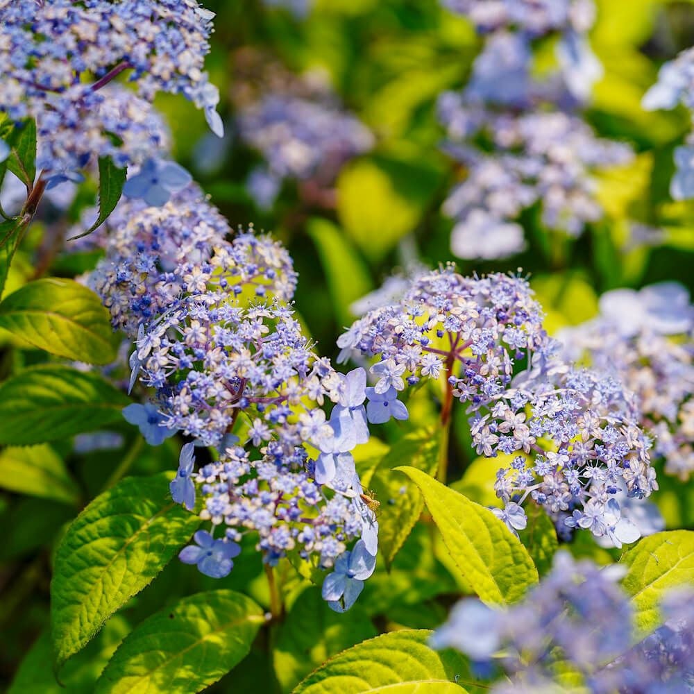 000000050887-02.jpg?size=l&w=