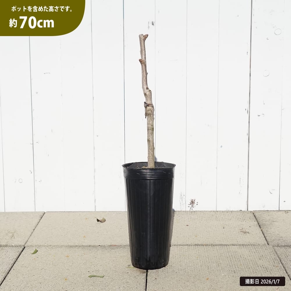 ギンナン 銀杏 喜平