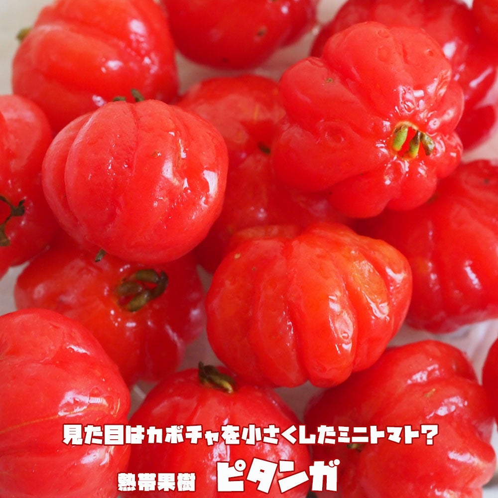 ピタンガ ラバー種 ポット大苗 常緑性のある熱帯果樹 【大型宅配便