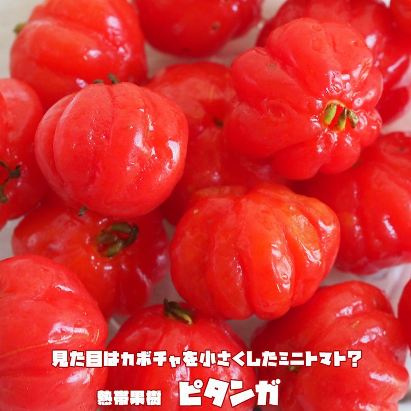 ピタンガ ラバー種 ポット大苗 常緑性のある熱帯果樹 【大型宅配便 