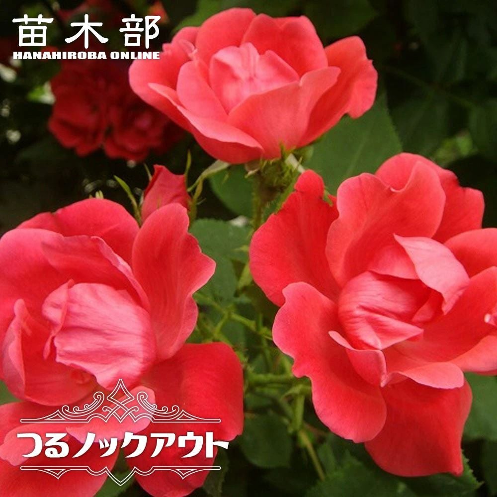 ピンクのつるバラ苗｜ピンクのバラ｜苗木部 本店｜花ひろばオンライン