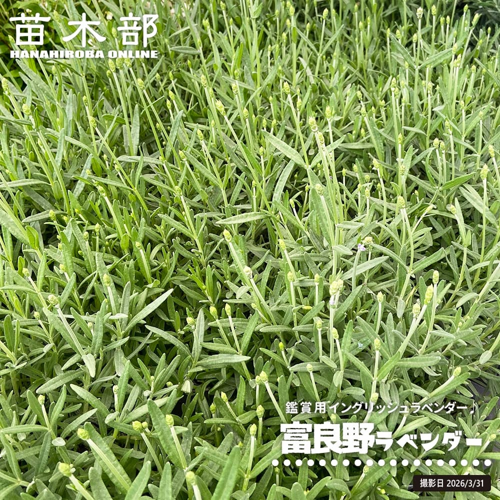 ラベンダー アングスティフォリア系 富良野ラベンダー 苗 販売 苗木部