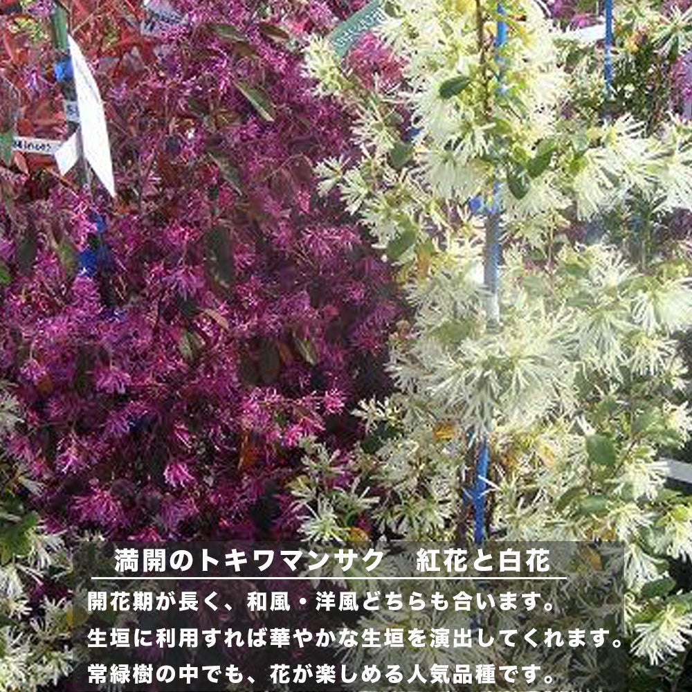トキワマンサク 白花 苗 おすすめ 苗木部 By 花ひろばオンライン