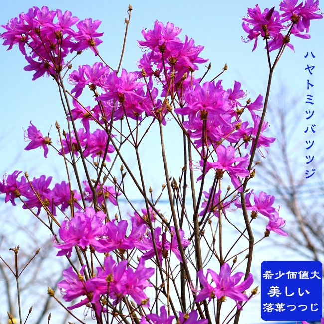 ツツジ ミツバツツジ ハヤトミツバツツジ 苗 販売 苗木部 By 花ひろば