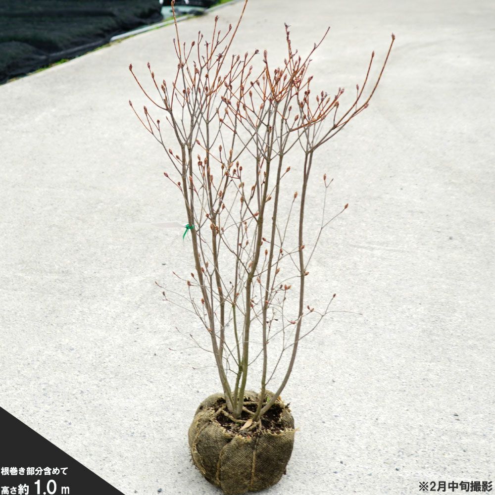 ツツジ ミツバツツジ ハヤトミツバツツジ 苗 販売 苗木部 By 花ひろば