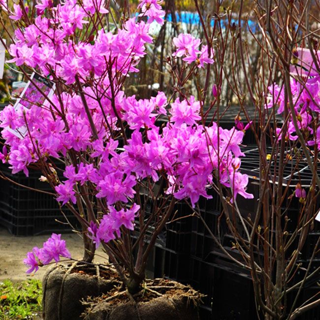 ツツジ ミツバツツジ ハヤトミツバツツジ 苗 販売 苗木部 By 花ひろば