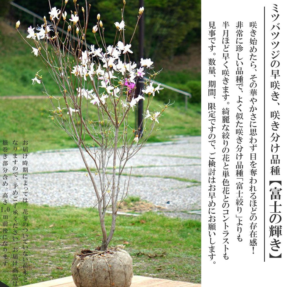 434 ミツバツツジ 良品 根本の幹の力強さ カモノハシ 樹高1.8m位 株式会社マルダイ – 猪之頭のミツバツツジ 落葉樹
