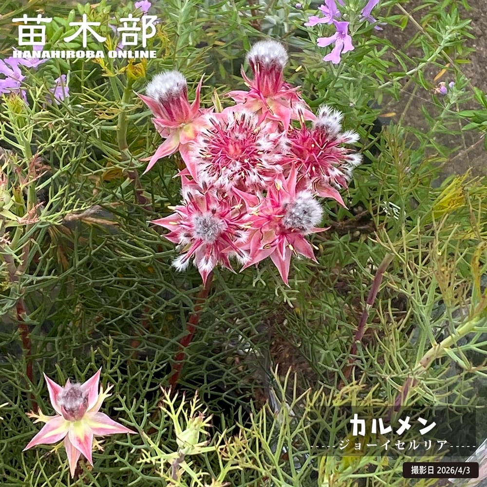 ②*:ஐ2種*:ஐ【セルリア・苗木・カルメン&フィリカプベッセンスワフトフェザー セルリア カルメン 苗 販売 苗木部 By 花ひろばオンライン