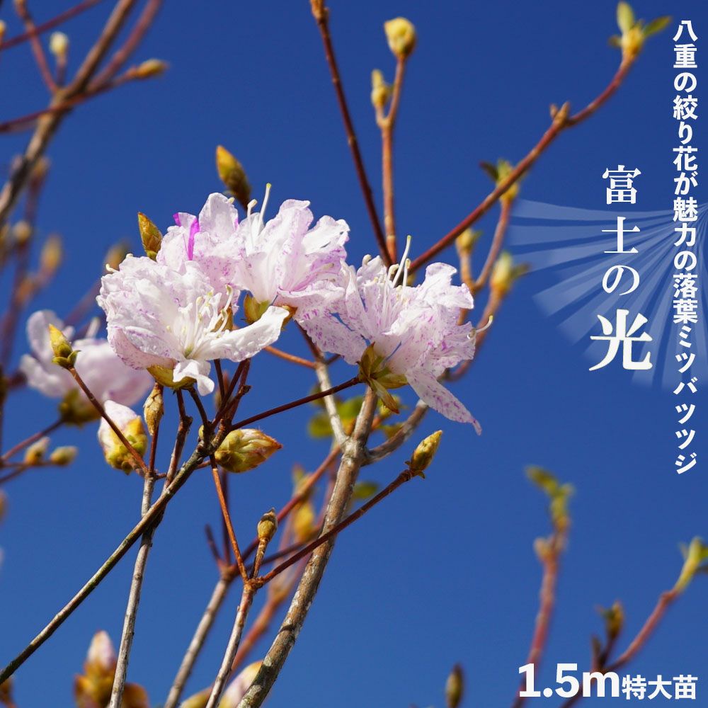 落葉ミツバツツジ 富士の光 八重変わり咲き種 根巻き特大苗 落葉樹
