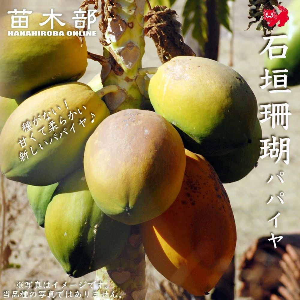 石垣珊瑚フルーツパパイヤ6玉入り 000000051359-01.jpg?size=m&w=