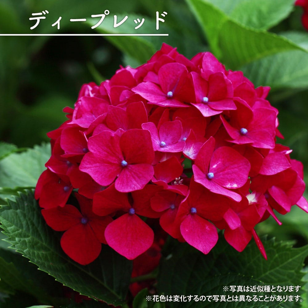 000000051399-01.jpg?size=l&w=