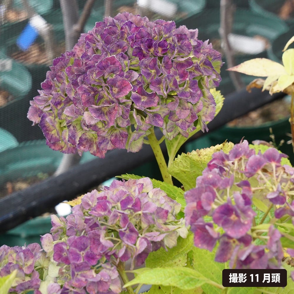 紫陽花⭐️ブルーセット⭐️3鉢⭐️マーブルソーダ⭐️ふるふる