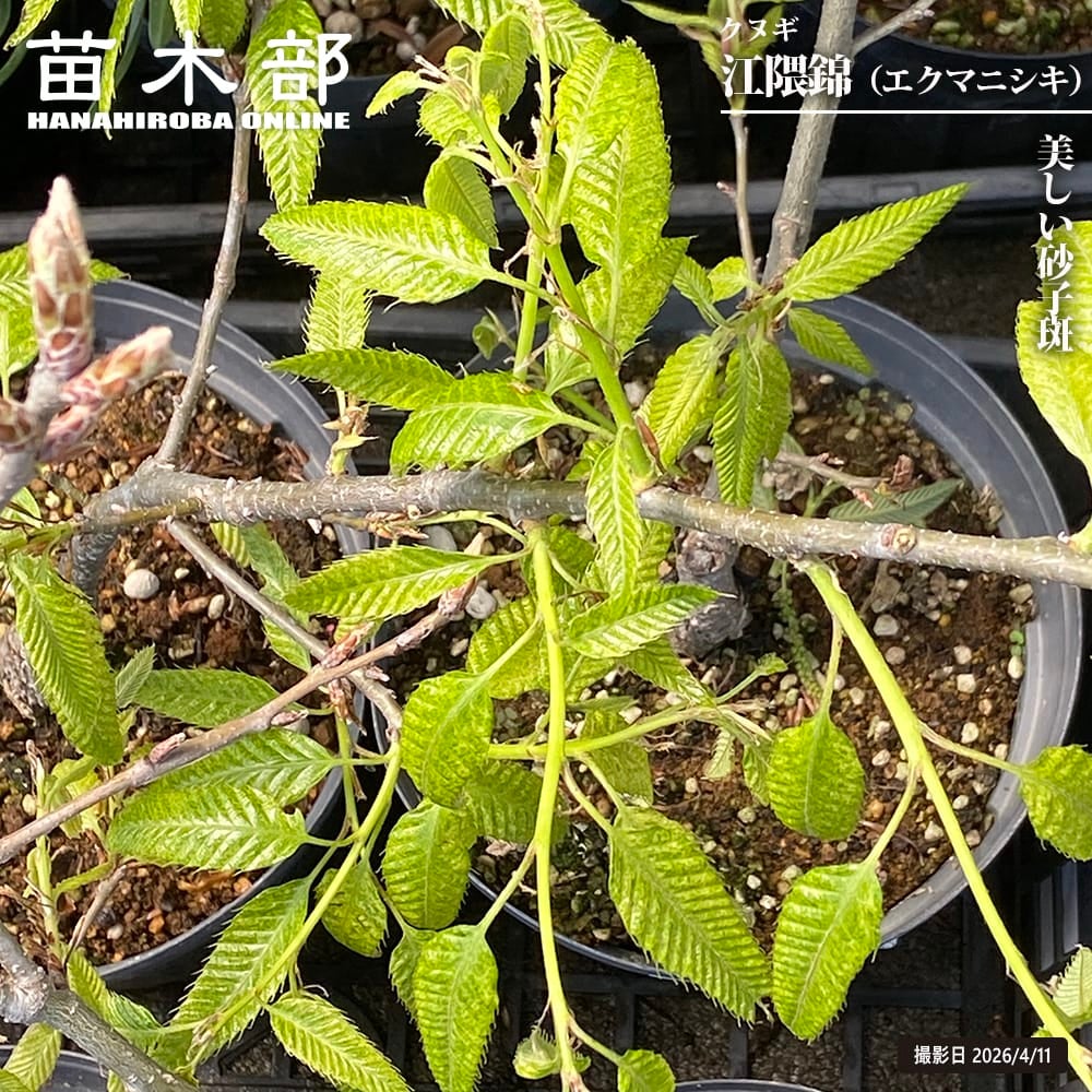 かや ”榧 ”の木 専門店の苗木販売 苗木部 By 花ひろばオンライン 特徴