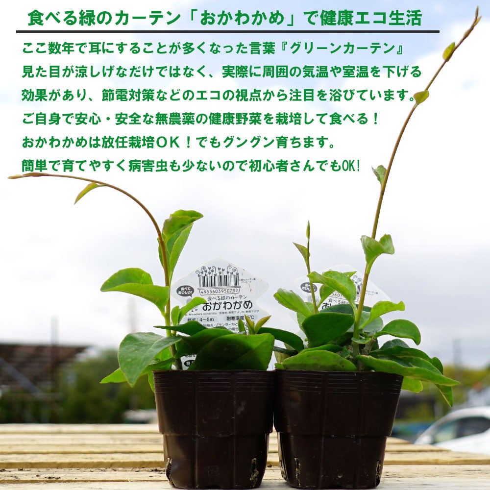 000000051522-02.jpg?size=l&w=