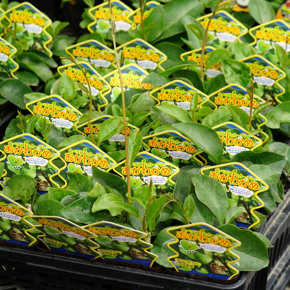 おかわかめ 苗 販売 苗木部 By 花ひろばオンライン