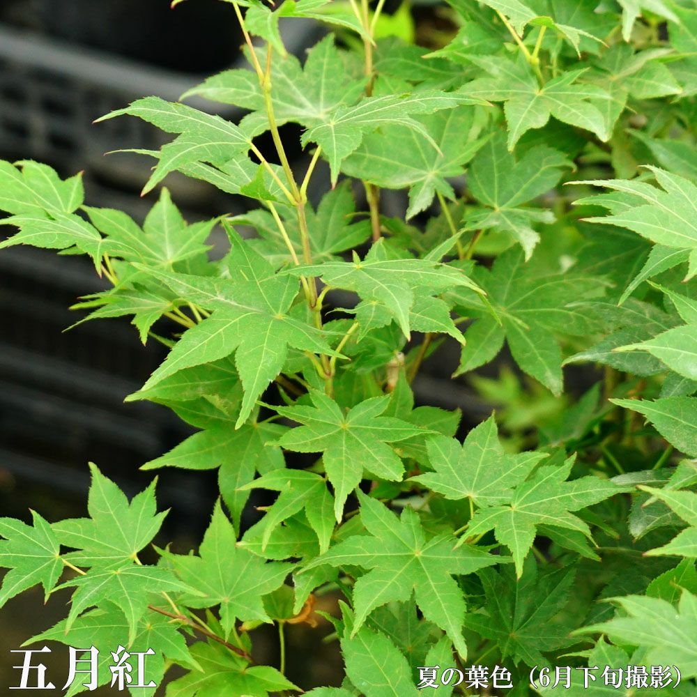 000000051588-02.jpg?size=l&w=