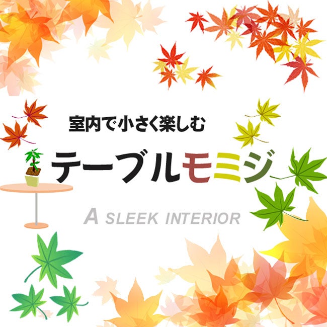 カエデ・もみじ 五月紅 オオモミジ系 苗 販売 苗木部 By 花ひろば