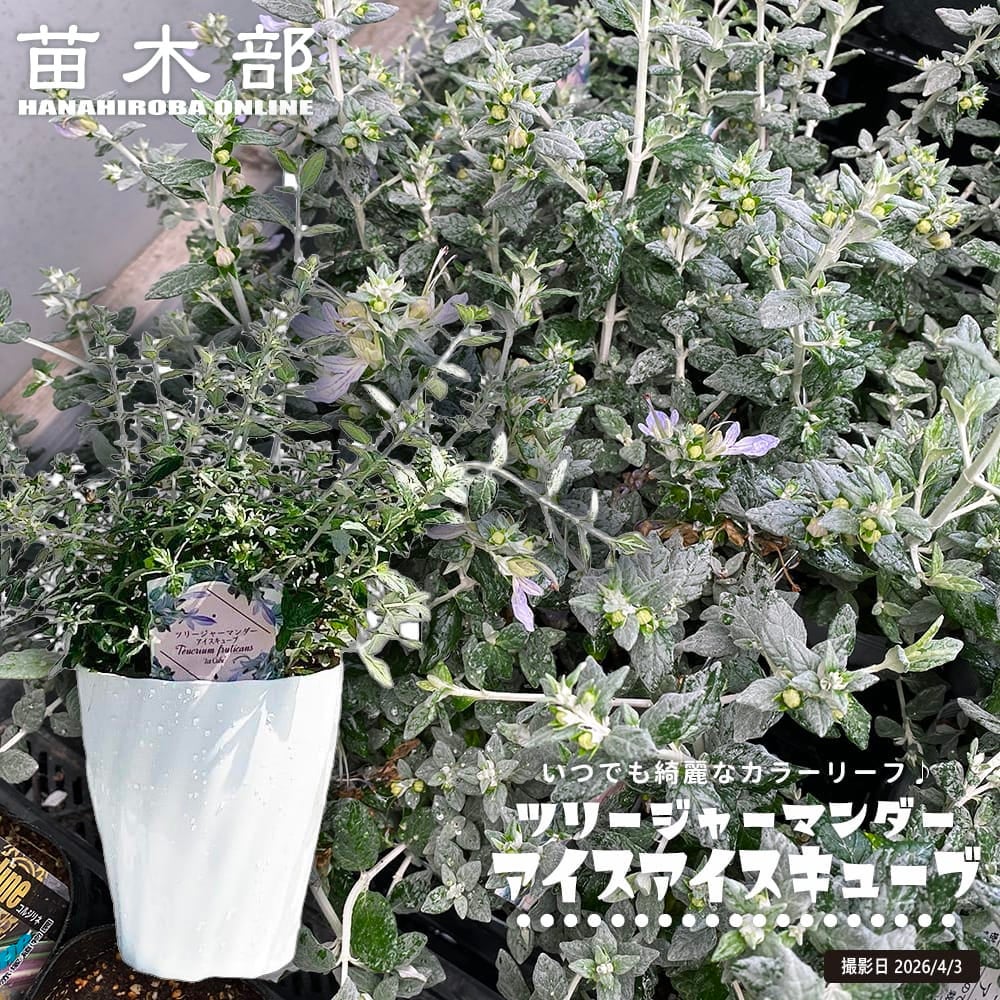 ウエストリンギア スモーキーホワイト 苗 おすすめ 苗木部 By 花ひろば