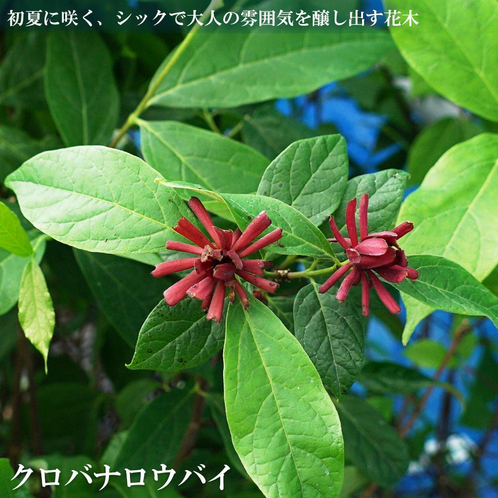 000000151510-01.jpg?size=l&w=