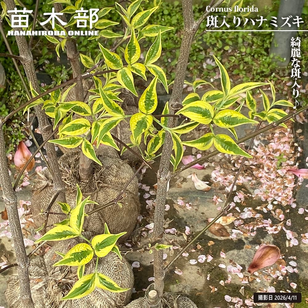 花水木　 花水木🩷🩷 | TORQUE STYLE