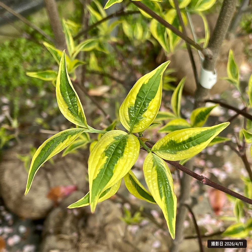 ⭐️大型⭐️ハナミズキ Amazon | S4-ハナミズキ（花水木） 樹高2.0m前後 露地苗 | 植木