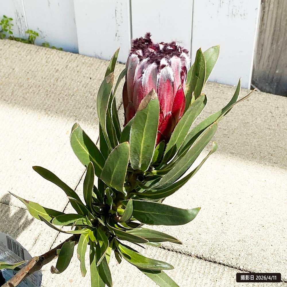 こ*ー様 プロテア オーストラリスルビー 5号鉢 花芽2 プロテア オーストラリスルビー 苗 販売 苗木部 By 花ひろばオンライン