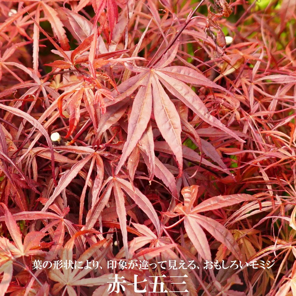 000000051628-01.jpg?size=l&w=