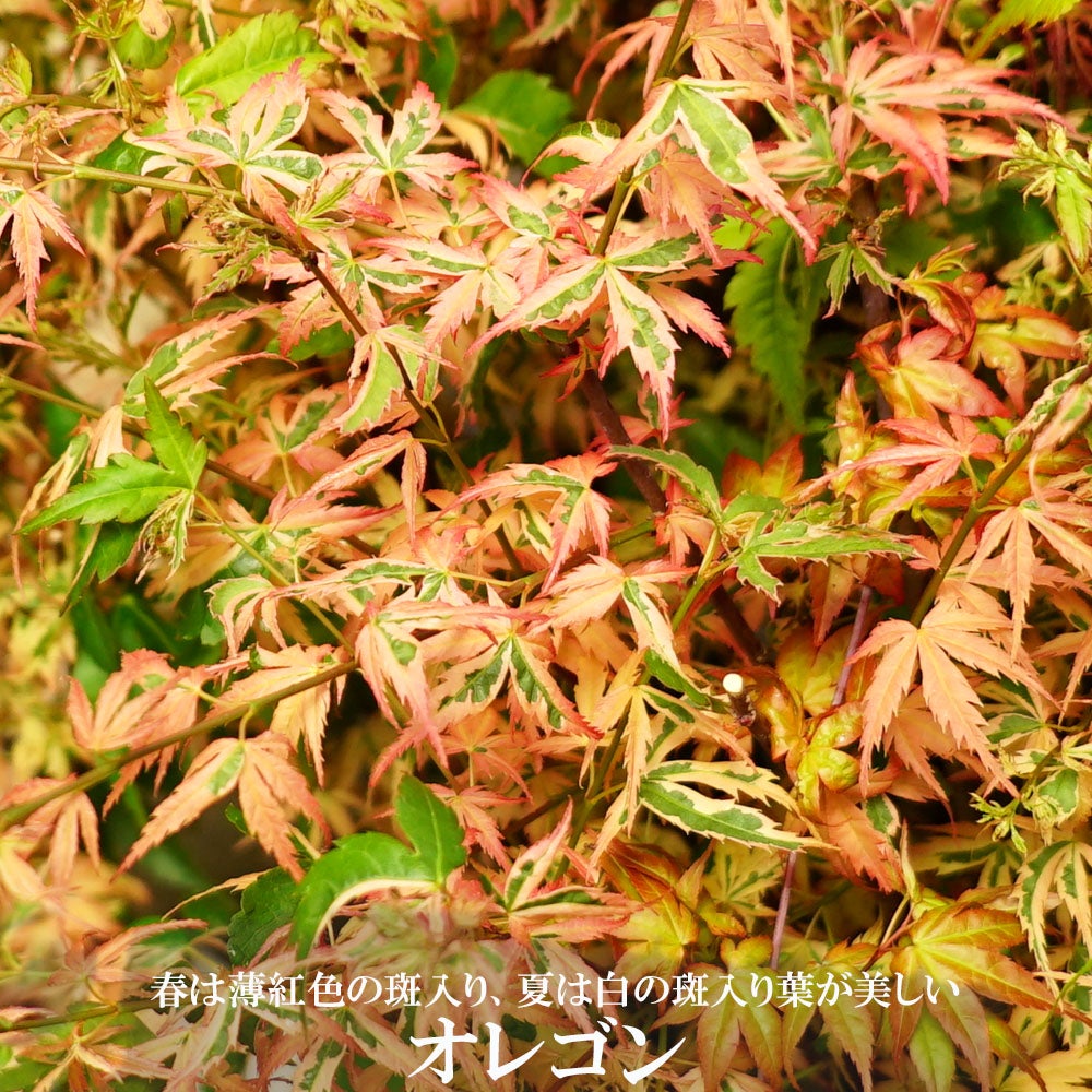 モミジ 【オレゴン】 テーブルサイズ 鉢植え
