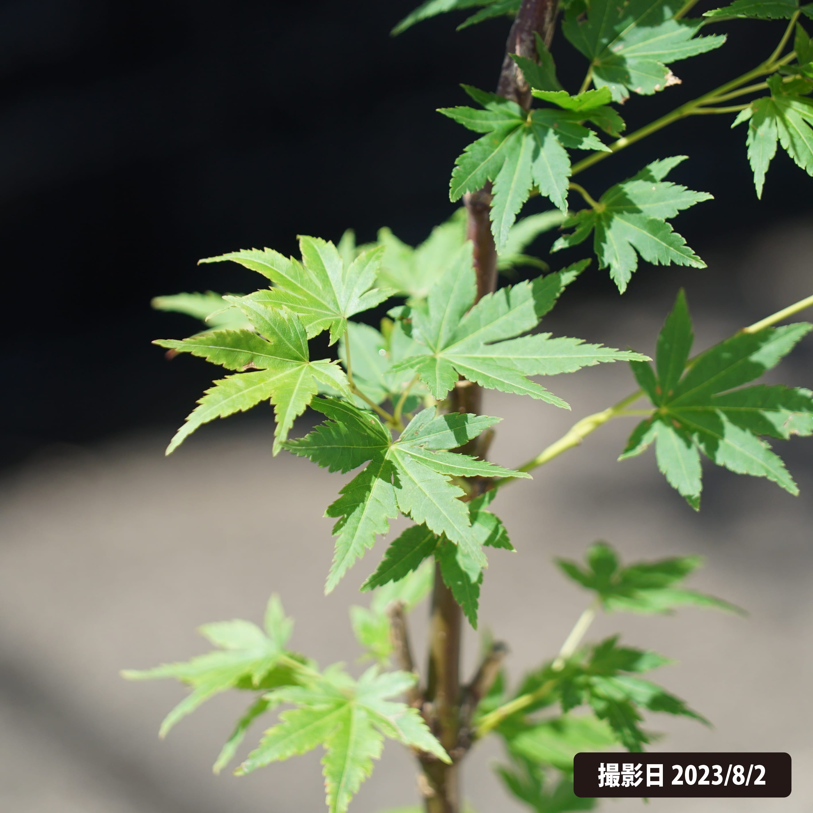 000000051631-02.jpg?size=l&w=